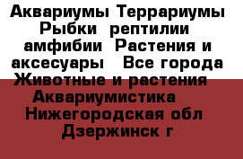 Аквариумы.Террариумы.Рыбки, рептилии, амфибии. Растения и аксесуары - Все города Животные и растения » Аквариумистика   . Нижегородская обл.,Дзержинск г.